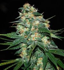 Skunk 47 by W.O.S. Seeds