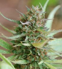 Strawberry Blue by W.O.S. Seeds