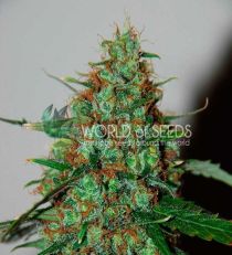 Wild Thailand Ryder by W.O.S. Seeds 