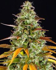 Watermelon Zkittlez by Barney's Farm