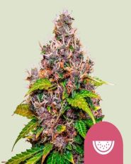 Watermelon Feminized by Royal Queen Seeds