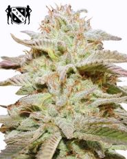 Wedding Cake Autoflower by MSNL Seeds