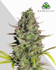 Wedding Cake Autoflower by Auto Seeds