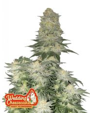 Wedding Cheesecake FF by Fast Buds