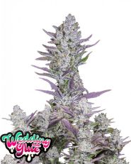 Wedding Glue Auto by Fast Buds