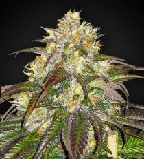 Wedding Cake Autoflower 