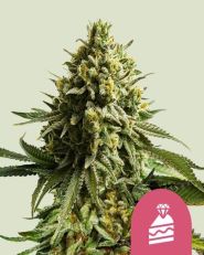 Wedding Cake Feminized by Royal Queen Seeds