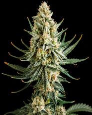 Wedding Cake Feminized - Nirvana Seeds