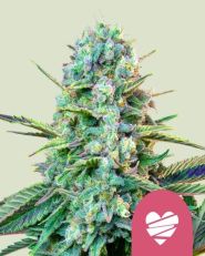 Wedding Crasher Feminized by Royal Queen Seeds