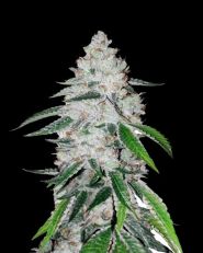 West Coast OG by Fast Buds