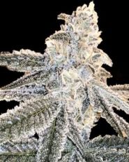 White Truffle by Growers Choice