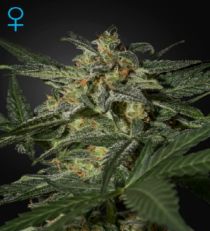 White Widow Autoflower by Green House Seeds