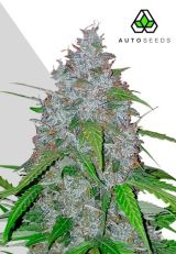 White Widow Autoflower by Auto Seeds