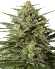 White Widow by Growers Choice