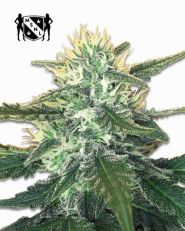 White Widow Max Feminized by MSNL Seeds
