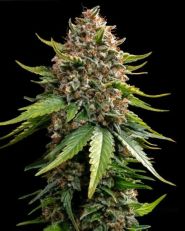 White Widow XXL Auto by Barney's Farm