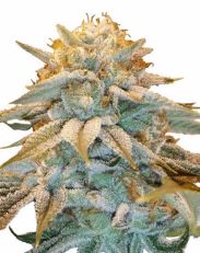 White Widow Feminized by MSNL Seeds