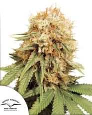 White Widow by Dutch Passion