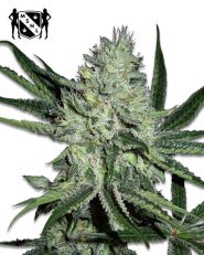 White Widow Autoflower by MSNL Seeds
