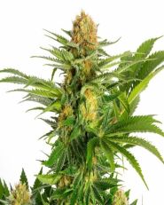 White Domina Feminized by Kannabia