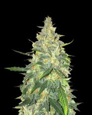 White Dwarf Autoflower 