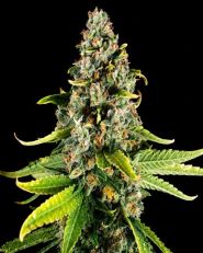 White Fire OG Feminized - Nirvana Seeds