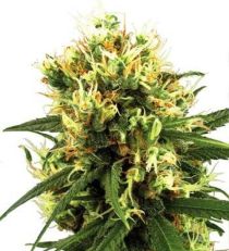 White Haze AUTOMATIC by White Label Seeds