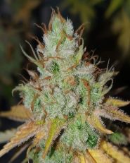 White Lavender Feminized by G13 Labs