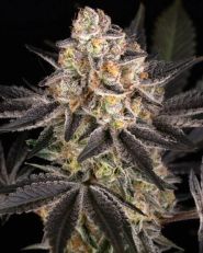 White Runtz Feminized by Barney's Farm 