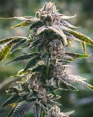 White Tahoe Cookies Auto by Growers Choice