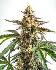 White Truffle Feminized by Blimburn