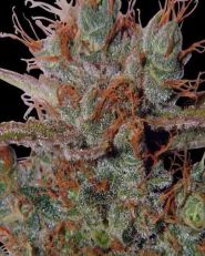 White Widow Regular by Spliff Seeds - 5 Seeds