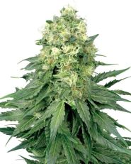 White Widow Feminized