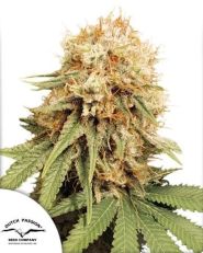 White Widow Regular by Dutch Passion 