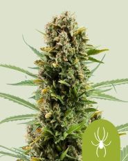 White Widow Automatic by Royal Queen Seeds