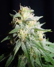White Widow Automatic by Spliff Seeds