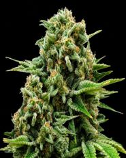 White Widow Autoflower - Nirvana Seeds