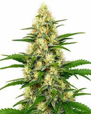 White Widow Autoflower by Blimburn