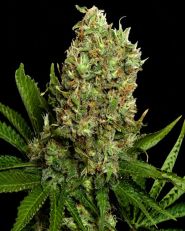 White Widow by Nirvana Seeds