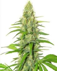 White Widow Feminized by Blimburn
