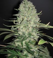 White Widow x Big Bud by Female Seeds 