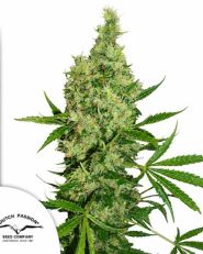 White Widow X The Ultimate Regular by Dutch Passion