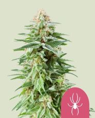 White Widow by Royal Queen Seeds