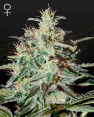 White Lemon Feminized by Green House Seeds