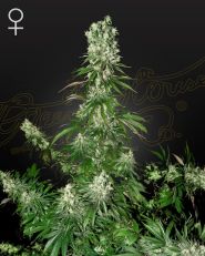 White Strawberry Skunk Feminized by Green House Seeds