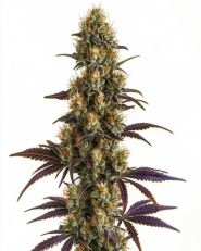 Wifi OG Feminized by Blimburn