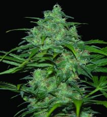 Wild Thailand by W.O.S. Seeds