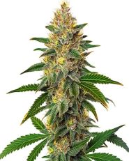 Willie Nelson Feminized by Blimburn