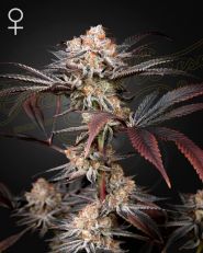 Wonder Pie Feminized by Green House Seeds