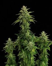 Zkit Kandy Dream Feminized by Kannabia